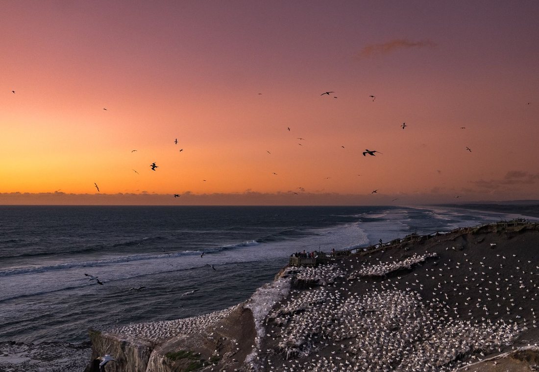 Gannets at Cape Kidnappers