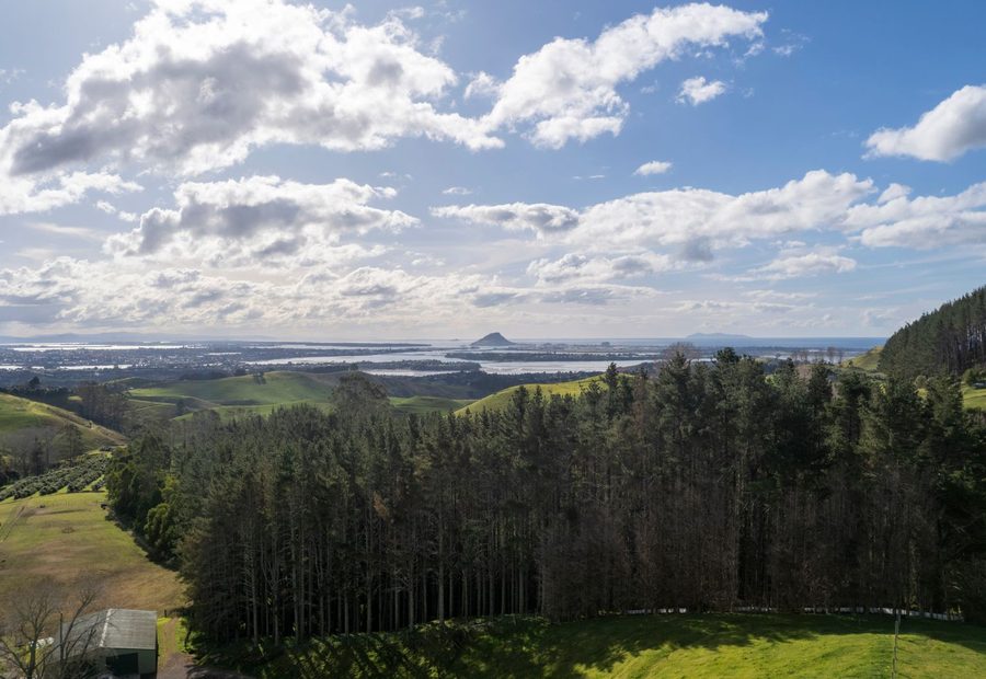Kiwifruit orchards inland at Te Puke