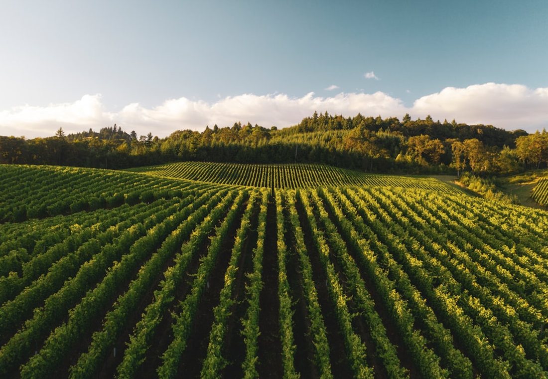 Vines on the Heretaunga plains